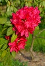 Beautiful blooming azalea - rhododendron Rhododendron