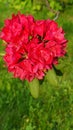 Beautiful blooming azalea - rhododendron Rhododendron Royalty Free Stock Photo