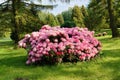 Beautiful blooming azalea - rhododendron Rhododendron