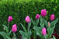 A spring garden with beautiful blooming pink tulips against a background of dark red violets and a wall of fresh green boxshrub Royalty Free Stock Photo