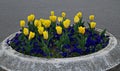 A spring garden with beautiful blooming yellow tulips against a background of patterned blue violets