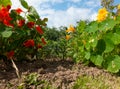 spring garden bed with red and yellow flowers