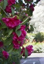 Spring garden with blooming camellia