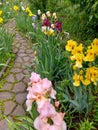 blooming pink, burgundy and yellow iris