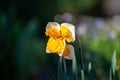 Spring is garden, blossom of big yellow-white daffodils Royalty Free Stock Photo