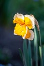 Spring is garden, blossom of big yellow-white daffodils Royalty Free Stock Photo