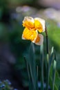 Spring is garden, blossom of big yellow-white daffodils Royalty Free Stock Photo