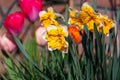 Spring is garden, blossom of big yellow-white daffodils Royalty Free Stock Photo