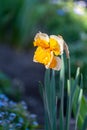 Spring is garden, blossom of big yellow-white daffodils Royalty Free Stock Photo