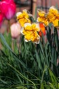 Spring is garden, blossom of big yellow-white daffodils Royalty Free Stock Photo