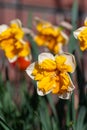 Spring is garden, blossom of big yellow-white daffodils Royalty Free Stock Photo