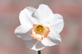 Spring is garden, blossom of big yellow-white daffodils Royalty Free Stock Photo