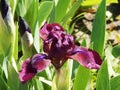 Spring in the garden blossomed beautiful purple irises