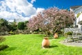 Spring garden blossoming magnolia tree Sunny day