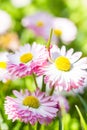 Spring garden closeup daisy flower