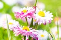 Spring garden closeup daisy flower