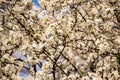 Spring garden closeup flowers blooming cherry trees