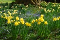 Spring garden with daffodil and anemone flowers