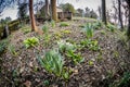 Spring garden with daffodils Royalty Free Stock Photo