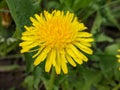 in the spring garden, a dandelion has blossomed