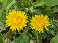 in the spring garden, a dandelion has blossomed