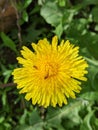 in the spring garden, a dandelion has blossomed