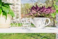 Spring garden decoration. White stellage with ceramics flowerpots and decorative bicycle. Blooming violet heather in watering can Royalty Free Stock Photo