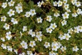 Delicate flowers of white saxifrage in the garden close-up