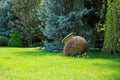 Spring garden exterior with clay pot - fresh green lawn, ornamental trees, shrubs and flowers. Landscape design concept Royalty Free Stock Photo