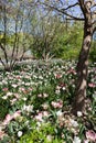 Spring Garden Filled with Colorful Tulips at Central Park in New York City Royalty Free Stock Photo