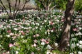 Spring Garden Filled with Colorful Tulips at Central Park in New York City Royalty Free Stock Photo