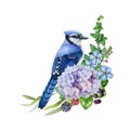 Spring garden floral decor with blue jay bird. Watercolor illustration. Hand drawn jay with spring garden flower Royalty Free Stock Photo