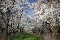 The spring in the garden - flourishing fruit trees Royalty Free Stock Photo