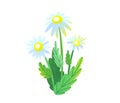 Spring garden flower bouquet vector background with chamomile isolated on white. Graphic illustration of nature bush