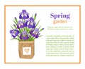 Spring garden. Flower brochure design backgrounds, vector templates of banners or business cards. Spring plant irises in