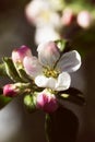 Spring Garden of flowering apricots. Spring blossom. Apricot blossom branch close-up The buds on the branches of a tree apricot s Royalty Free Stock Photo