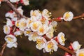 Spring garden. Flowering branch of the apricot tree close-up.