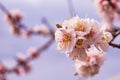 Spring garden. Flowering branch of the apricot tree close-up. Space for text.