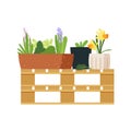 Spring garden flowerpots with fresh herbs, hyacinth and daffodils on wooden pallets. Isolated on white background. Empty boxes