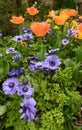 Spring Garden Flowers Royalty Free Stock Photo