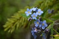 Spring garden, spring flowers. Forget me not flowers Royalty Free Stock Photo