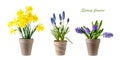 Spring garden flowers set. Yellow narcissus, blue muscari, violet hyacinth bulbs and flowers in clay pot isolated Royalty Free Stock Photo