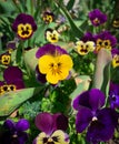 Spring garden full of vibrant yellow and purple Pansy flowers Royalty Free Stock Photo