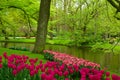 Spring garden in Keukenhof, Holland