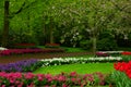 Spring garden in Keukenhof, Holland