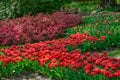 Spring garden, Keukenhof, Lisse, Netherlands Holland nature, gardening, cultivation Royalty Free Stock Photo