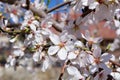 Spring landscape with blooming tree branches with pink white flowers Royalty Free Stock Photo