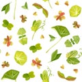 Spring garden leaves of pea, oxalis, beet, nasturtium, radish, basil, coriander seamless pattern.