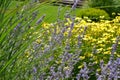 Spring garden with many different species of plants