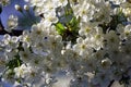 Spring in the garden. May cherry blossoms. Flowers Royalty Free Stock Photo